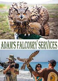 Adams Falconry Service