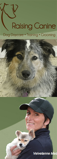 Raising Canine