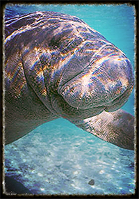 SeaDaddys Adventure N Diving