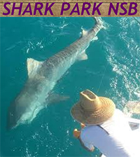  Shark Park NSB 
